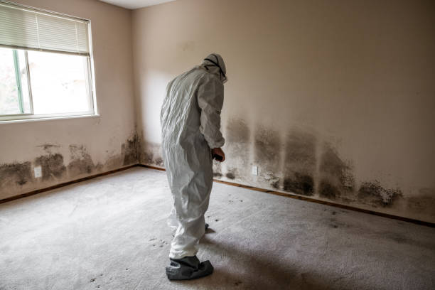 Best Mold Remediation for Specific Building Types in Milton, GA